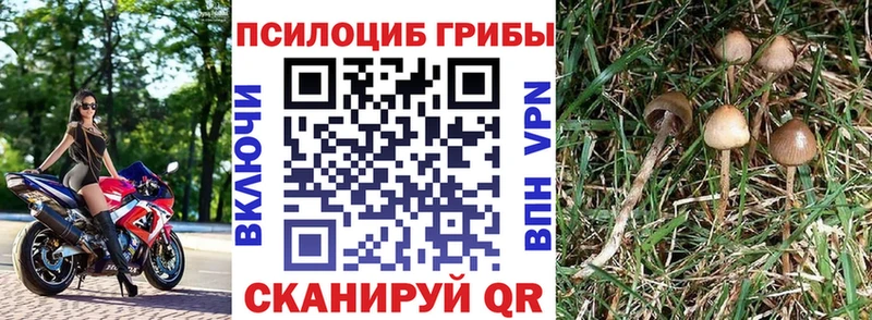 Галлюциногенные грибы Psilocybe  Купить закладки  Лакинск 